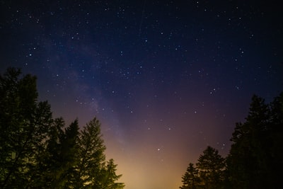 绿色有叶子的树木在星夜的天空
